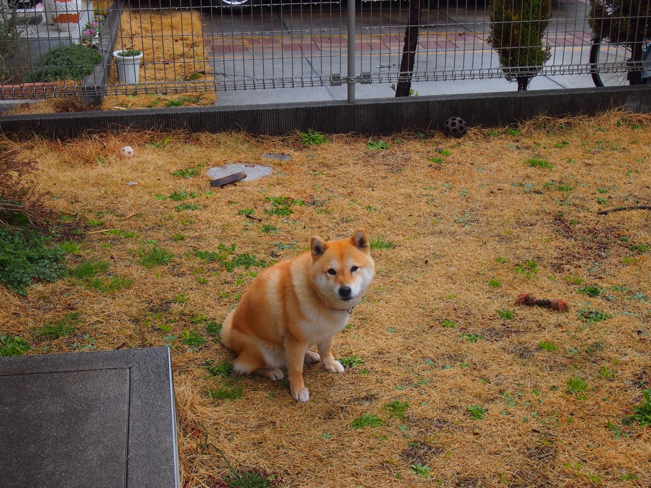 霍勒迪统治全场，猛龙争冠战击败新疆队，展现唯一性实力